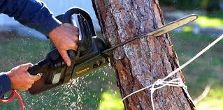 How Our Tree Care Process Works  in  Rye Brook, NY