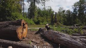 Best Tree Risk Assessment  in Rye Brook, NY