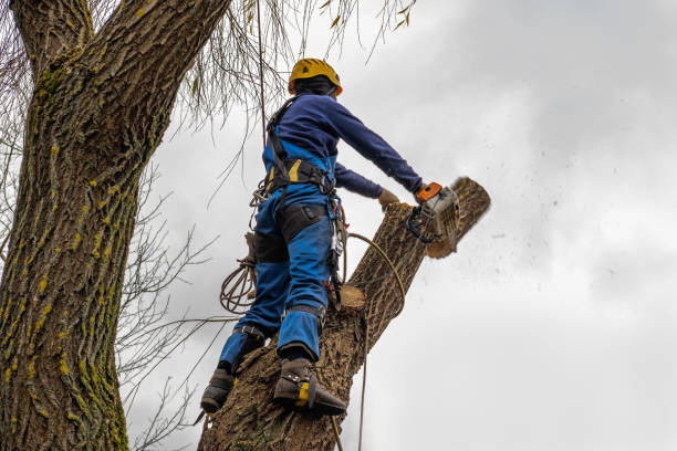 Best Pest Control for Lawns  in Rye Brook, NY
