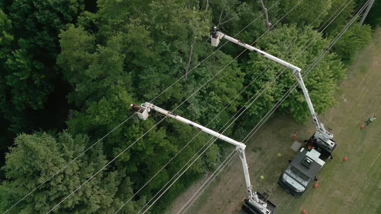 How Our Tree Care Process Works  in  Rye Brook, NY